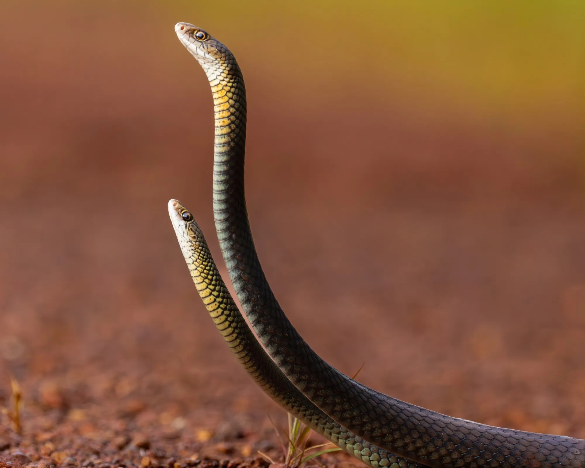 Two slender snakes raising their heads side by side above red earth